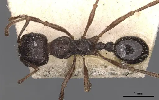 Messor aciculatus specimen CASENT0907743 image casent0907743_1