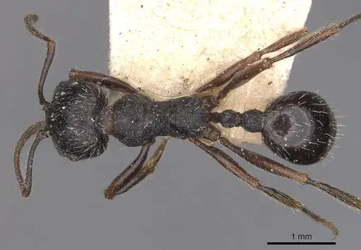 Messor aciculatus specimen CASENT0907744 image casent0907744_1