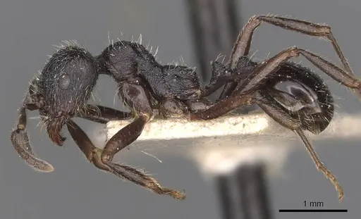Messor aciculatus specimen CASENT0907744 image casent0907744_3