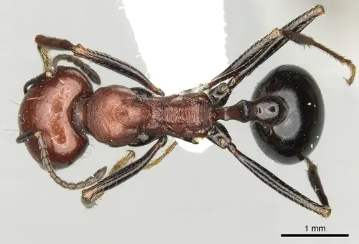 Messor aegyptiacus specimen CASENT0281600 image casent0281600_1