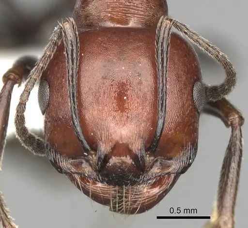 Messor aegyptiacus specimen CASENT0281600 image casent0281600_2