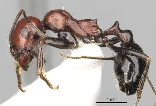 Messor aegyptiacus specimen CASENT0281600 image casent0281600_3