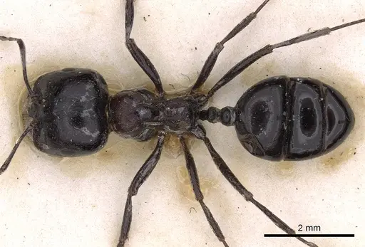 Messor aegyptiacus specimen CASENT0900482 image casent0900482_1