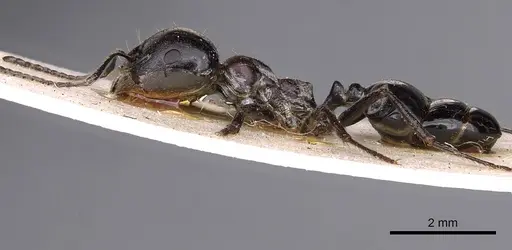 Messor aegyptiacus specimen CASENT0900482 image casent0900482_3