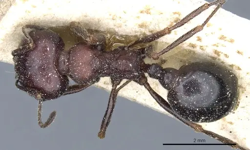 Messor aegyptiacus specimen CASENT0904120 image casent0904120_1