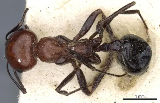 Messor aegyptiacus specimen CASENT0904122 image casent0904122_1