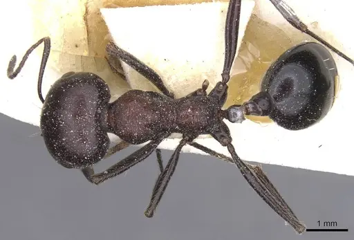 Messor aegyptiacus specimen CASENT0913144 image casent0913144_1