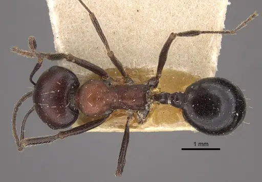 Messor aegyptiacus specimen CASENT0917752 image casent0917752_1
