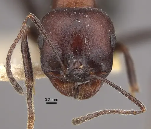 Messor aegyptiacus specimen CASENT0917752 image casent0917752_2