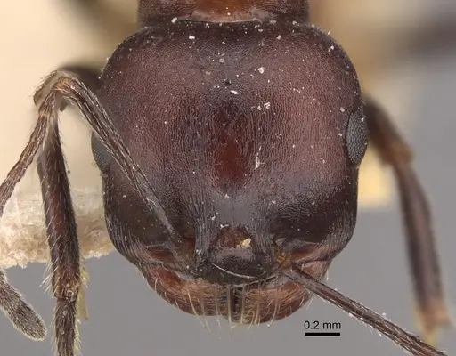 Messor aegyptiacus specimen CASENT0917752 image casent0917752_3