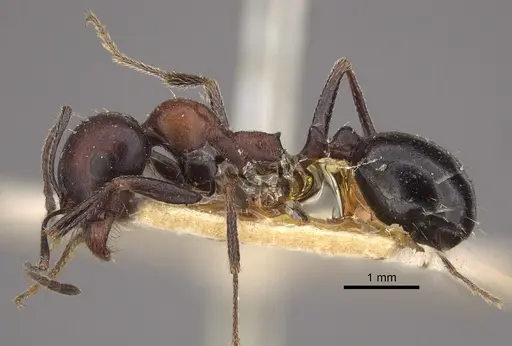 Messor aegyptiacus specimen CASENT0917752 image casent0917752_4