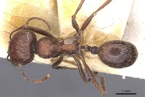 Messor alexandri specimen CASENT0913152 image casent0913152_1