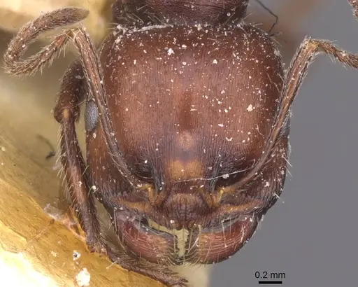 Messor alexandri specimen CASENT0913152 image casent0913152_2