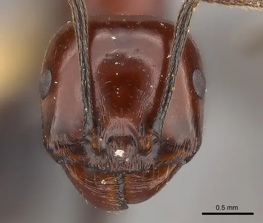 Messor angularis specimen CASENT0217515 image casent0217515_2