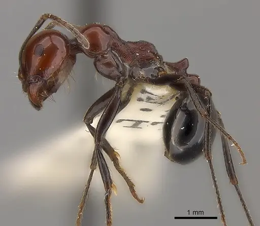 Messor angularis specimen CASENT0217515 image casent0217515_3