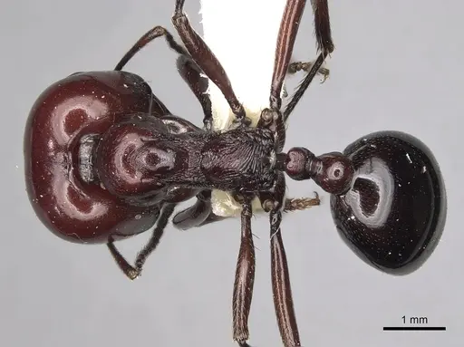 Messor angularis specimen CASENT0217539 image casent0217539_1