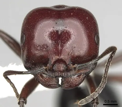 Messor angularis specimen CASENT0217539 image casent0217539_2