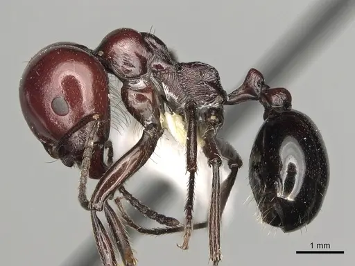 Messor angularis specimen CASENT0217539 image casent0217539_3