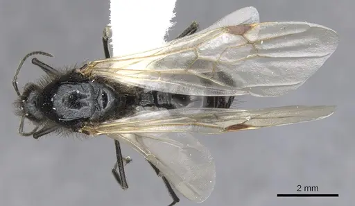 Messor angularis specimen CASENT0903657 image casent0903657_1