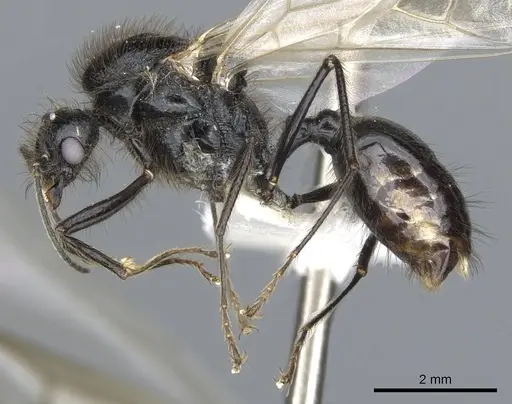 Messor angularis specimen CASENT0903657 image casent0903657_3
