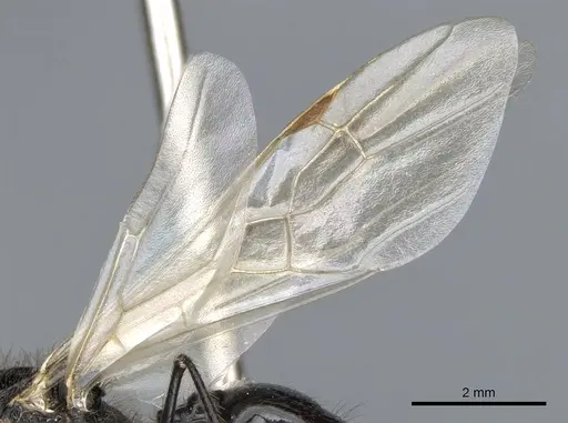 Messor angularis specimen CASENT0903657 image casent0903657_4