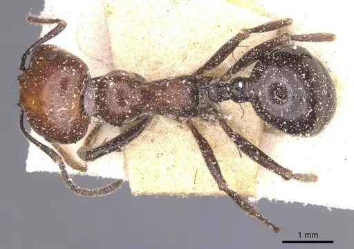 Messor angularis specimen CASENT0913153 image casent0913153_1