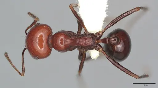 Messor angularis specimen CASENT4036269 image casent4036269_1