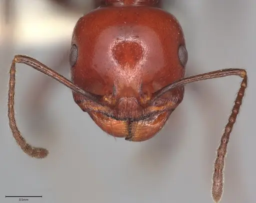 Messor angularis specimen CASENT4036269 image casent4036269_2