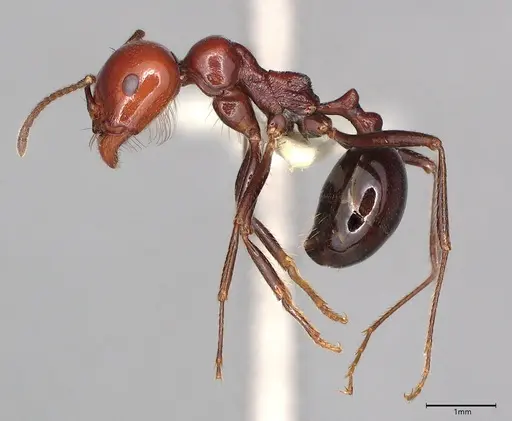 Messor angularis specimen CASENT4036269 image casent4036269_3