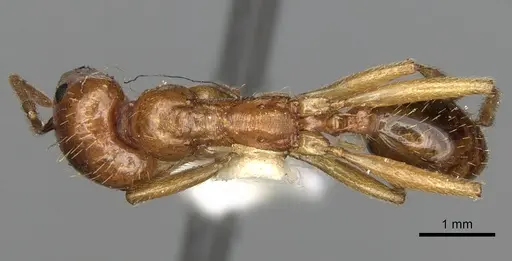 Messor antennatus specimen CASENT0281595 image casent0281595_1