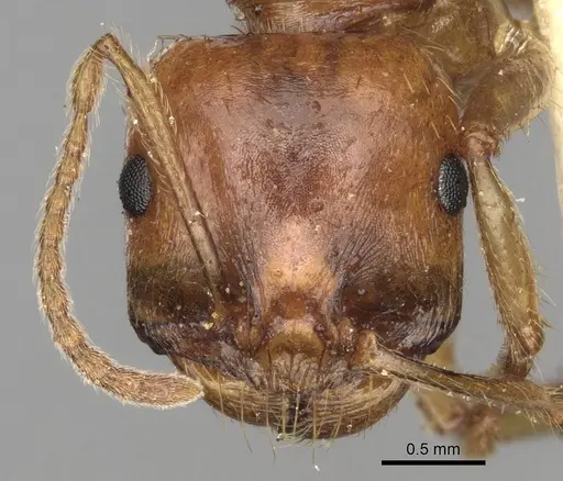Messor antennatus specimen CASENT0281595 image casent0281595_2