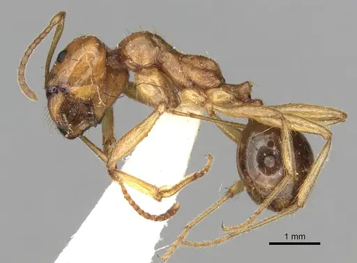 Messor antennatus specimen CASENT0281595 image casent0281595_3