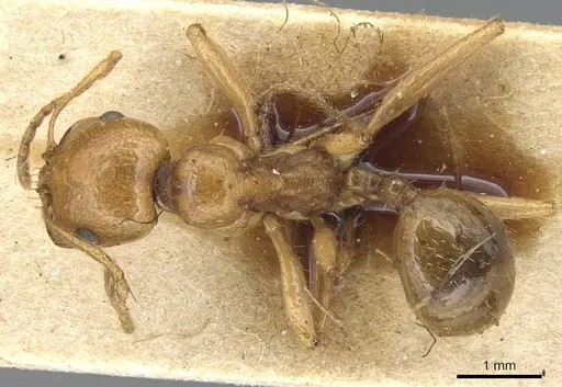 Messor antennatus specimen CASENT0904144 image casent0904144_1