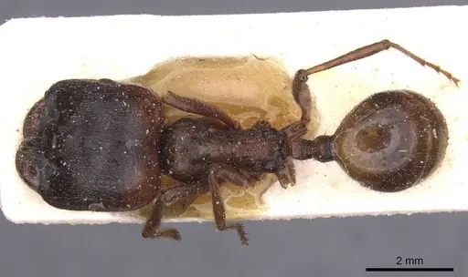 Messor antennatus specimen CASENT0913154 image casent0913154_1