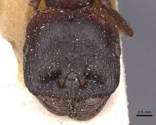 Messor antennatus specimen CASENT0913154 image casent0913154_2