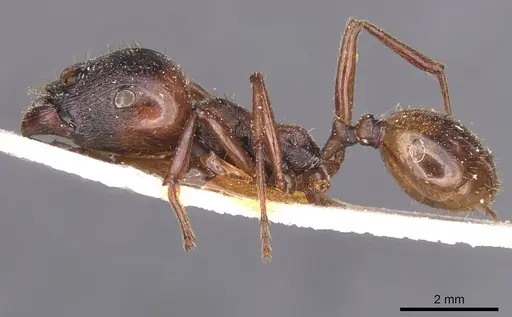 Messor antennatus specimen CASENT0913154 image casent0913154_3
