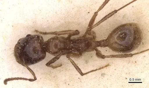 Messor antennatus specimen CASENT0913155 image casent0913155_1