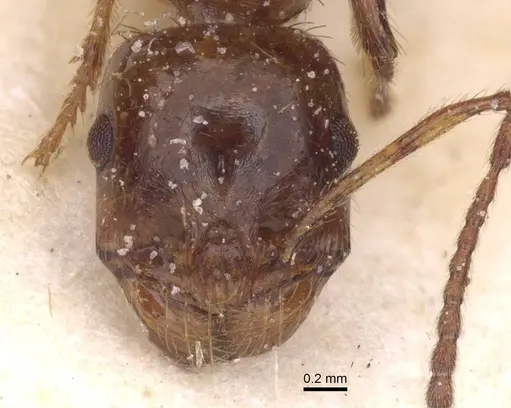 Messor antennatus specimen CASENT0913155 image casent0913155_2