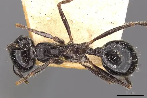 Messor aralocaspius specimen CASENT0907727 image casent0907727_1