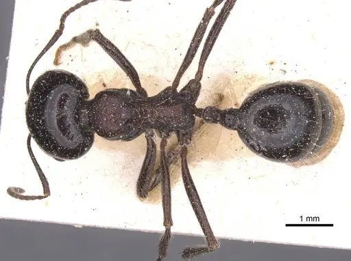 Messor aralocaspius specimen CASENT0913156 image casent0913156_1