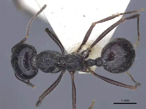 Messor aralocaspius specimen CASENT0916925 image casent0916925_1