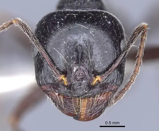 Messor aralocaspius specimen CASENT0916925 image casent0916925_2