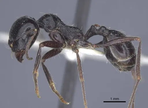 Messor aralocaspius specimen CASENT0916925 image casent0916925_3