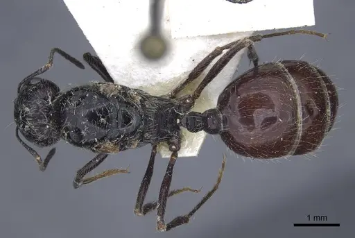 Messor aralocaspius specimen CASENT0916926 image casent0916926_1