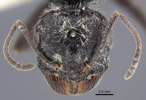 Messor aralocaspius specimen CASENT0916926 image casent0916926_2