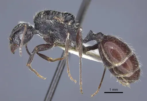 Messor aralocaspius specimen CASENT0916926 image casent0916926_4