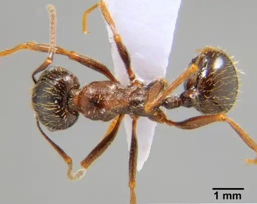 Messor aralocaspius specimen CFH000016 image cfh000016_1