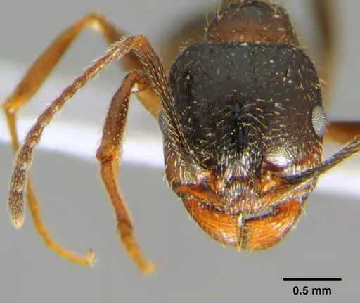 Messor aralocaspius specimen CFH000016 image cfh000016_2