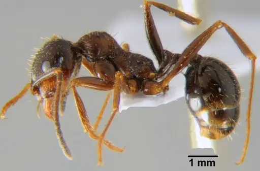 Messor aralocaspius specimen CFH000016 image cfh000016_3