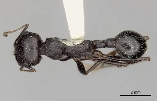 Messor arenarius specimen CASENT0217866 image casent0217866_1